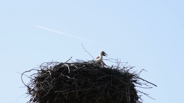 Baby Ooievaar Het Nest — Stockvideo