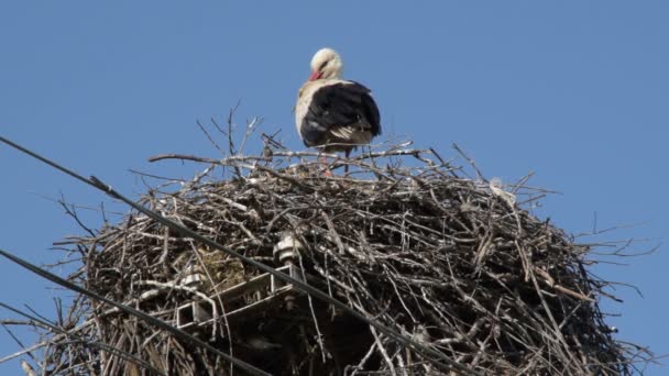 Cigogne Blanche Adulte Dans Nid Nettoie — Video