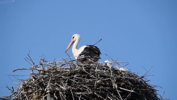 Europeisk Vit Stork Ciconia Ciconia Boet Och Dess Unge Som — Stockvideo