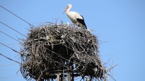 Storch Hohen Nest Auf Stromsäule Auf Blauem Himmel Hintergrund — Stockvideo