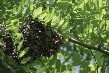 Kara çekirge dalında bal arısı sürüsü