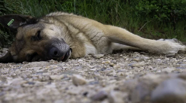Big city dog sleeps on a dusty road.