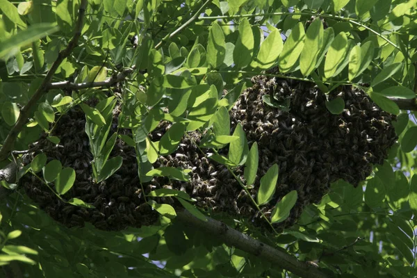 Formation Une Nouvelle Colonie Famille Abeilles Sur Une Branche Sauterelle — Photo