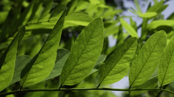 Black Locust Tree Acacia Leaves Summer Sunshine — Stock Photo, Image