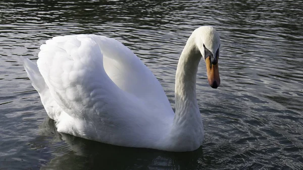 Plovoucí Řece Swan — Stock fotografie