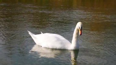 Beyaz kuğu su içer.