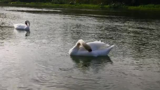 Two Swans Water Purify Themselves Drink Water — Stock Video