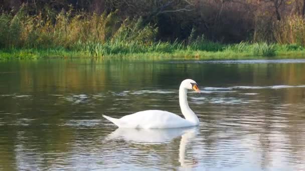 Lago Dos Cisnes Início Primavera — Vídeo de Stock