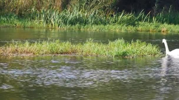 川の草の大きな島が川の下に浮かび 数羽の白鳥がそれに続きます — ストック動画