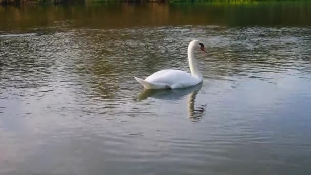 Два Лебедя Плавают Воде — стоковое видео