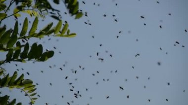 Kara çekirge dalının yanında uçan bal arıları sürüsü..