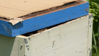 Arılar ve kovanları yeşilliklerle çevrili.