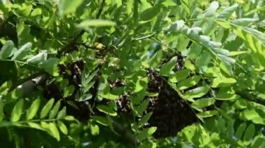 Yeşil bir dalda yeni bir koloni arısı oluşumu. Bal arısı sürüsü.