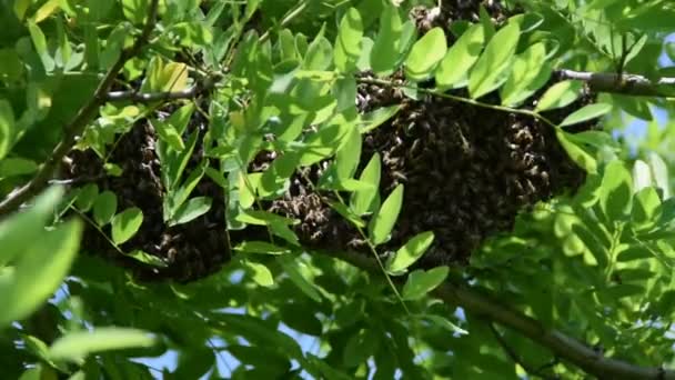 Formación Una Nueva Colonia Familia Abejas Una Rama Árbol Langosta — Vídeos de Stock