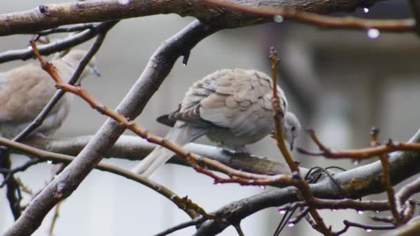 Две Горлицы Сидят Ветке Дерева Целуются Холодный Дождливый День Птица — стоковое видео