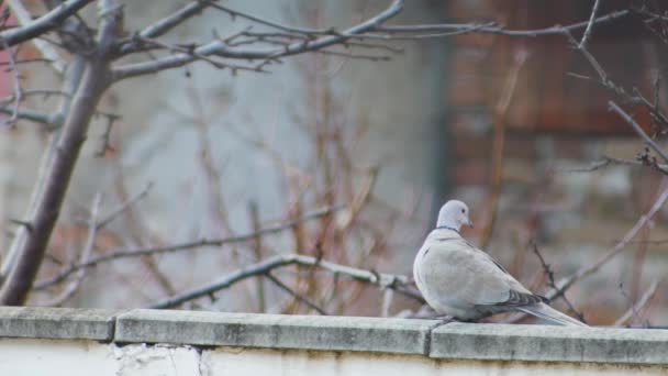 Çitin Üzerinde Güzel Bir Güvercin — Stok video