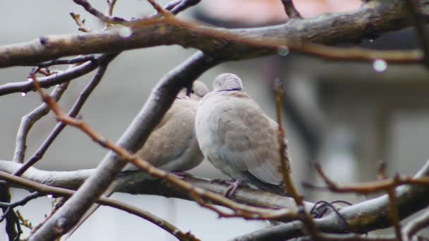 Two Turtledove Sitting Tree Branch Kissing Cold Rainy Day — Stock Video