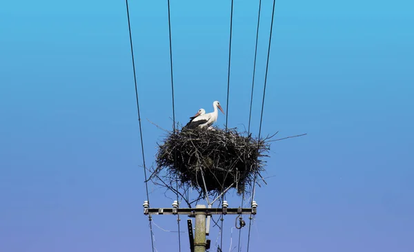 Två Vuxna Europeiska Vita Stork Boet Ovanpå Elektriska Pelaren Blue — Stockfoto