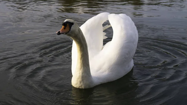 Elegante Cisne Blanco Lago —  Fotos de Stock