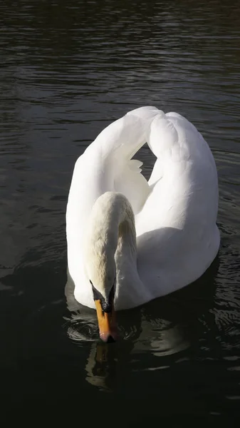 Bílá Labuť Pije Vodu — Stock fotografie