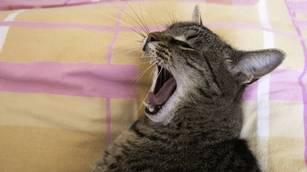 Porträt Einer Gestromten Katze Gähnen Bett — Stockfoto