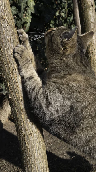 Griffes Tranchantes Sur Arbre Gros Plan — Photo