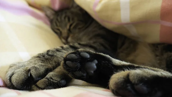 塔比猫在床上睡觉 专注于爪子 — 图库照片
