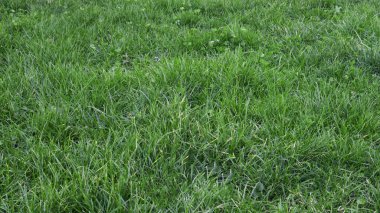 yeşil çimen arkaplan soyut resim.