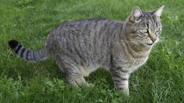 Tom Katze Mit Grünen Augen Auf Grünem Gras — Stockfoto