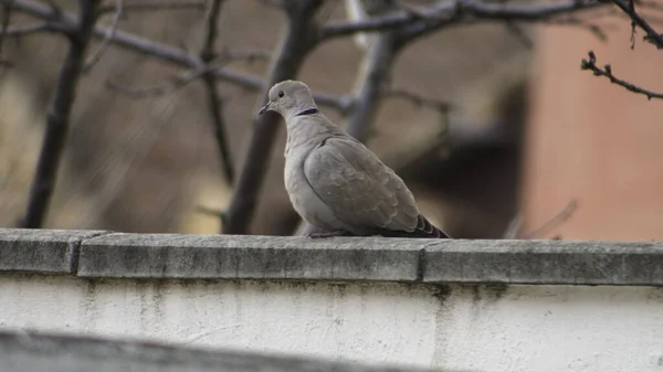 Belle Tourterelle Sur Une Clôture — Photo