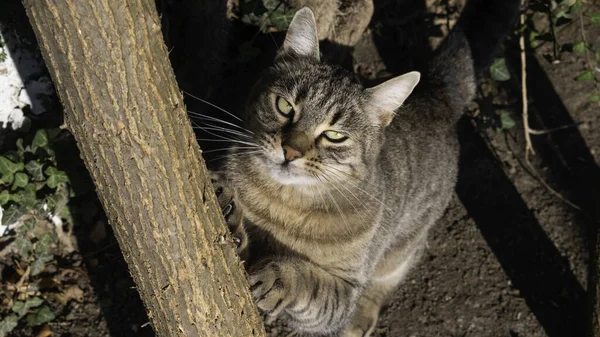 Gestreepte Kat Scherpe Klauwen Een Boom — Stockfoto