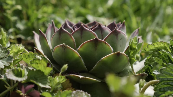 Beautiful House Leeks Flowers Sempervivum Houseleeks Empervivum Flower Green Grass — Stock Photo, Image