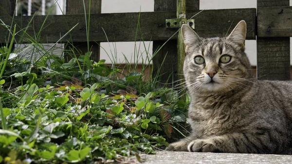 Tom Bahçede Çimlerin Yeşil Ahşap Çitin Yanında Uzanan Kedi — Stok fotoğraf