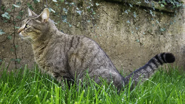 Çizgili Kedi Çimlere Işiyor — Stok fotoğraf