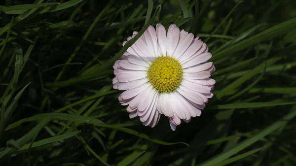 Daisy Blomster Bellis Perennis Grønt Græs - Stock-foto