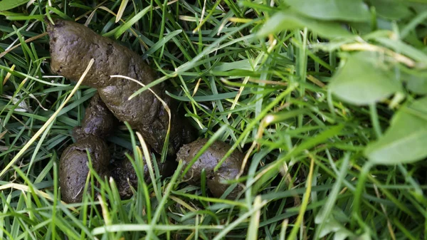 Yeşil çimlerde hayvan kakası.