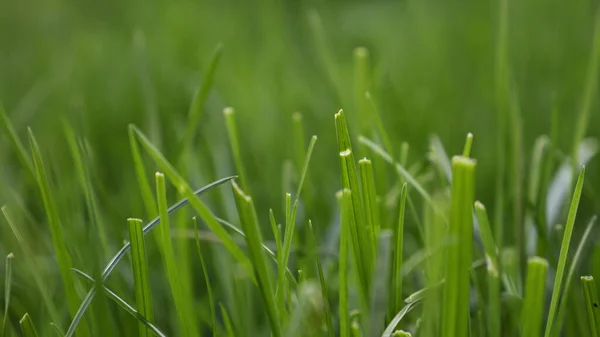 Clipped Green Grass Close — Stock Photo, Image