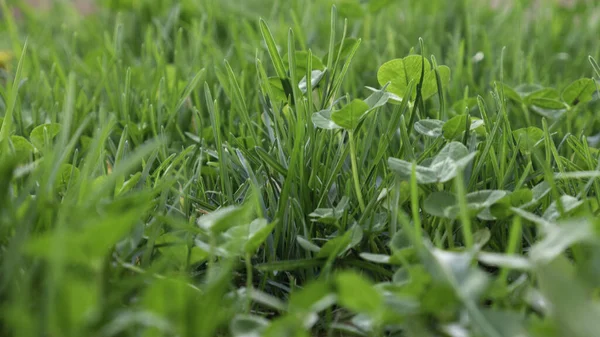 Green Grass Clover Close — Stock Photo, Image