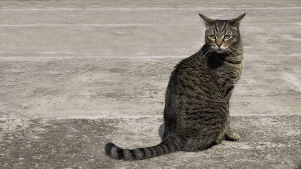 Silnici Sedí Pruhovaná Kočka Svěšenýma Ušima — Stock fotografie