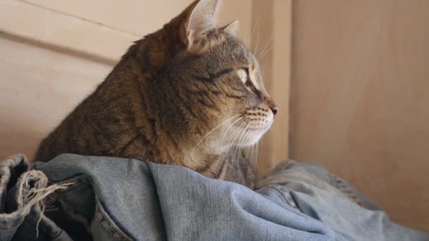 Pantalon Rayé Chat Sur Denim — Video