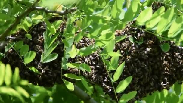 벌들이 떼지어 다니고 메뚜기 나무의 가지에 새로운 가형성 — 비디오