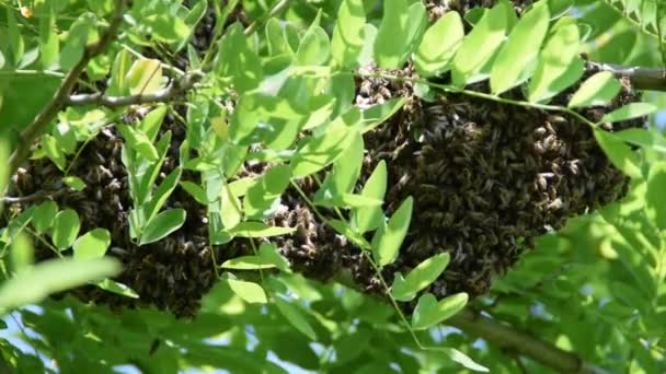 Vorming Van Een Nieuwe Kolonie Bijen Een Tak Van Een — Stockvideo