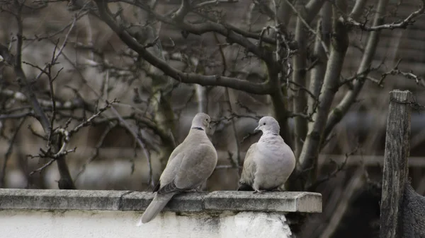 Zwei Turteltauben Auf Einem Zaun — Stockfoto