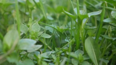 Yeşil çimen doğal arka plan - yakın plan.