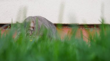 Tom kedi yeşil çimlerin arasından kameraya yürür ve onu koklar..