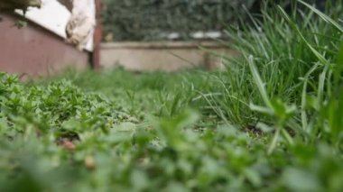 Çizgili bir kedi beyaz eldivenli kadınların yanından geçerken bahçeden yabani otları çekiyorlar..