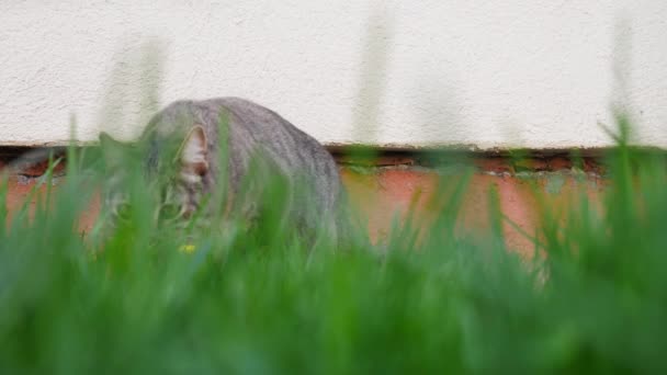 汤姆猫穿过绿色的草坪走到相机前嗅了嗅 — 图库视频影像