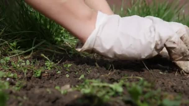 Händerna Vita Plasthandskar Bereda Marken För Plantering Genom Att Rensa — Stockvideo
