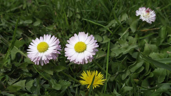 Daisy Virágok Egy Napsütéses Napon — Stock Fotó