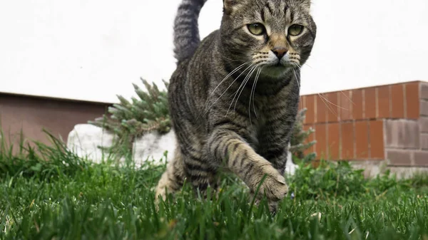Cat runs on green grass.